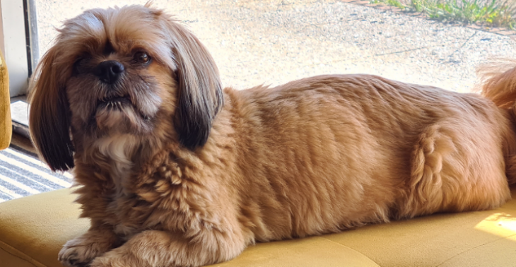 Inzamelactie voor onze zieke hond