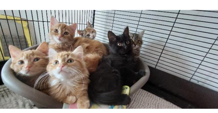 Steun voeding & medicatie weeskittens