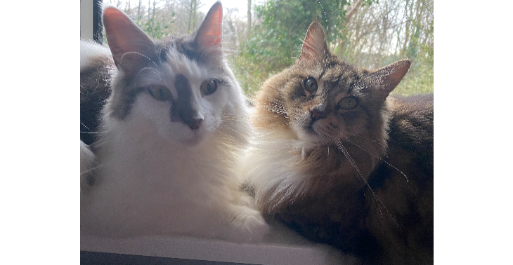 Operatie Sara & Stitch