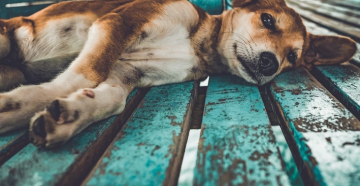 Help een zwerfhond,zij hebben ook liefde en verzorging nodig