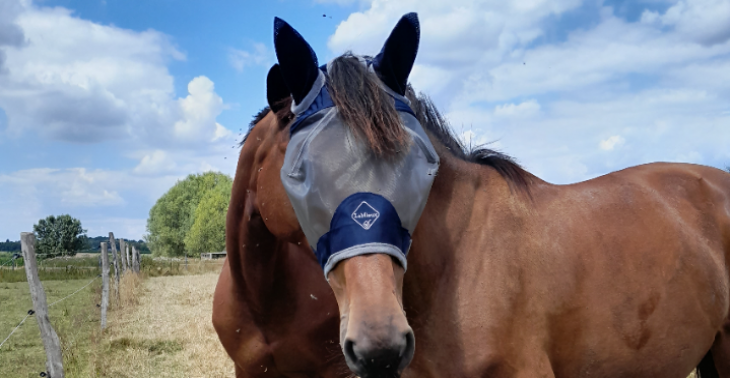 Hulp om een paard te kopen