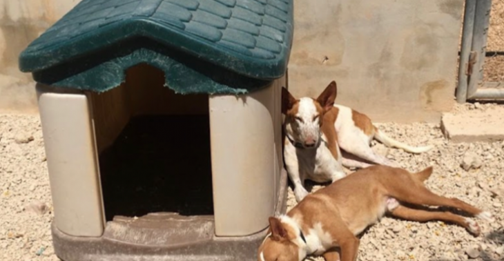 Hulp asiel (honden/katten) (Spanje-Benissa)
