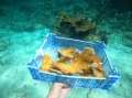 elkhorn in tray and on reef