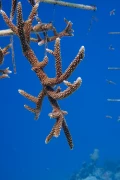 hanging staghorn frag tree curacao 2021