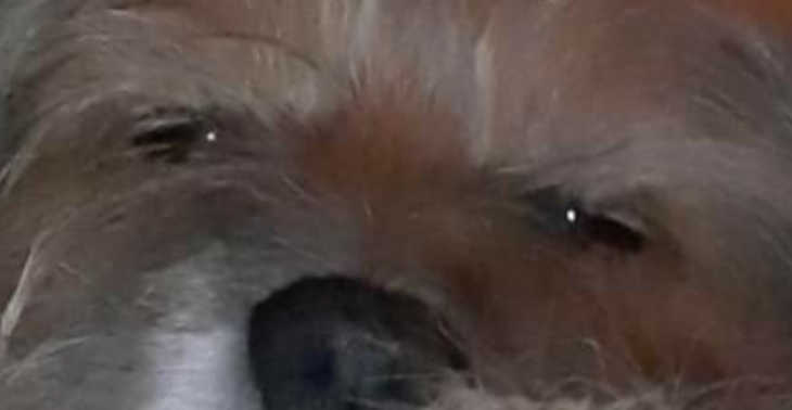 Dierenarts kosten en operatie scanner 