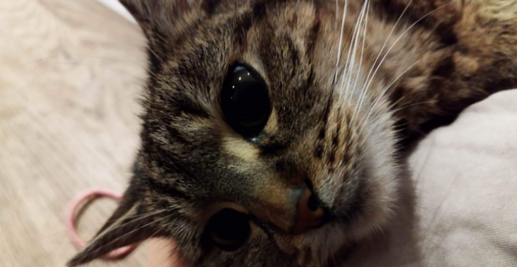 Lilly heeft snel hulp nodig 