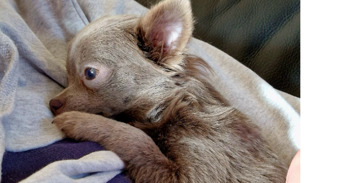 Help ons hondje mina! ?