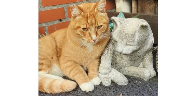 Help Harry om zijn operatie te krijgen die hij nodig heeft om weer te kunnen lopen en leven