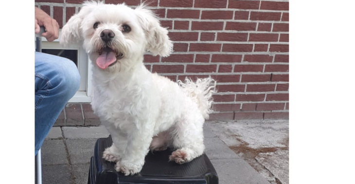 Help! Mijn hondje heeft een hernia perinealis 