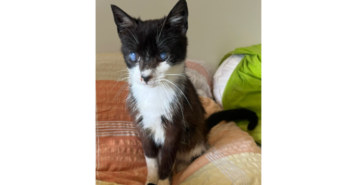 Loki petite combattante 
