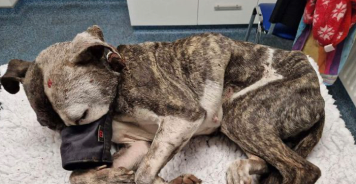 Help mijn hond om haar operatie te doen.