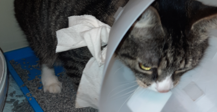 Dierenarts kosten voor Gizmo