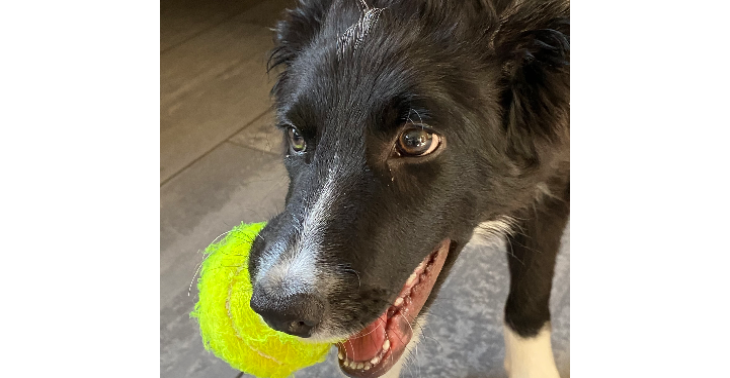 Staar operatie hond 