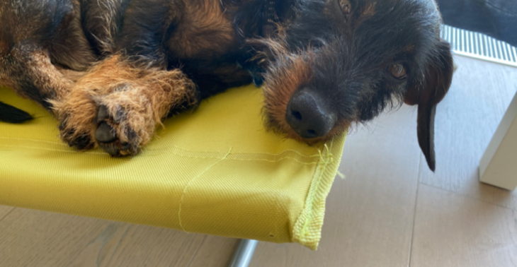 Help me afford to pay for my dog’ s surgery