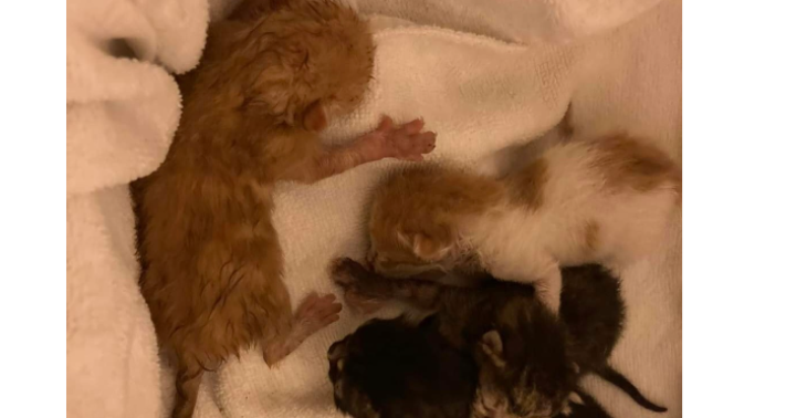 Help de zwerf honden /katten op Lesbos