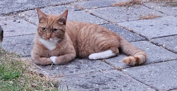 Medische kosten kat