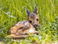 baby roe deer 2021 08 27 21 16 32 utc