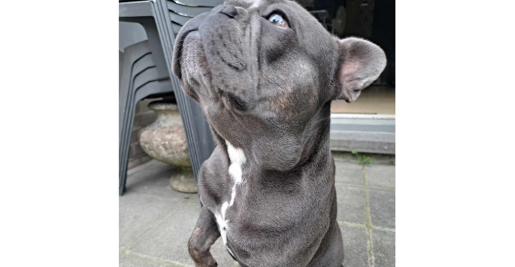 Operatie voor bailey ❤️