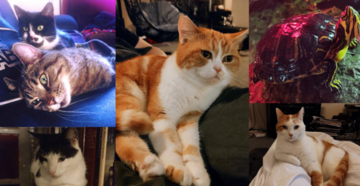 The animals we saved (TAWS)