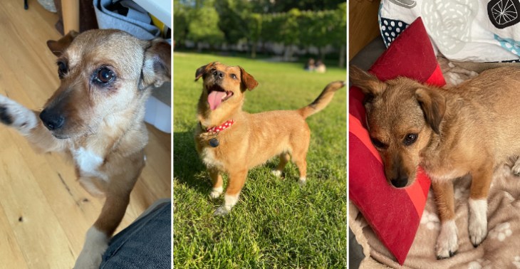 Basi's Battle: Join our dog's Road to Recovery