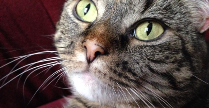 Poes Chica heeft lymfeklier kanker