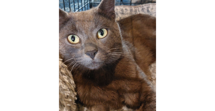 Help Hoshi voor zijn vaccinaties en ontworming