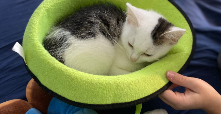 Help Muffin te overleven!!