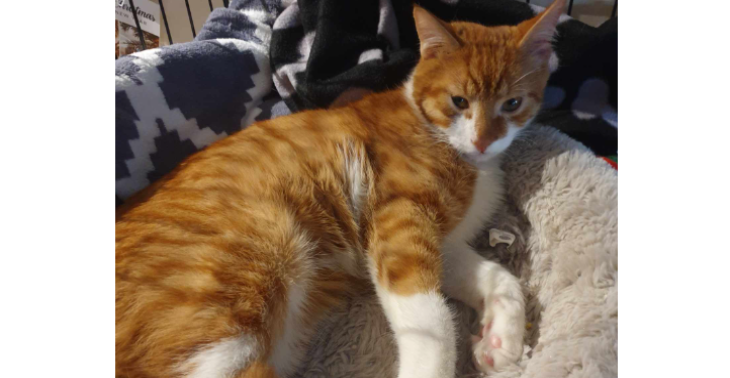 Red een kitten in nood ❤️‍?