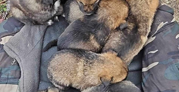 Hongaarse honden redden uit het dodingstation 