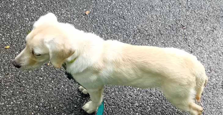 Honden die gedumpd worden