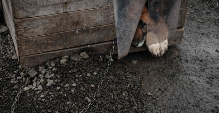 Redden van oorlogs huisdieren in Oekraine