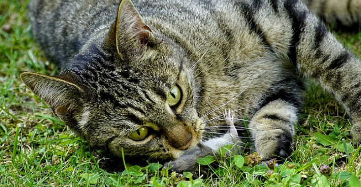 Inzameling voor katten sterilisatie
