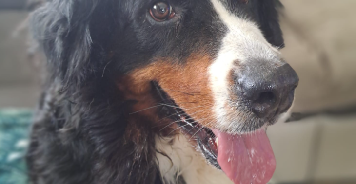 Operatie berner sennenhond