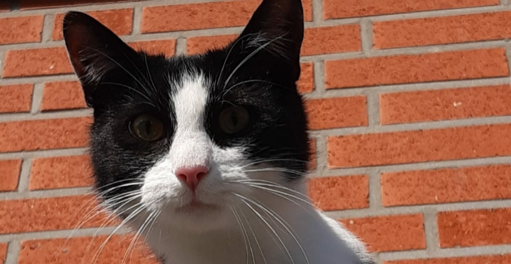 Deze o zo lieve "JE WEET WEL " kater verdiend nog wat levensjaren erbij