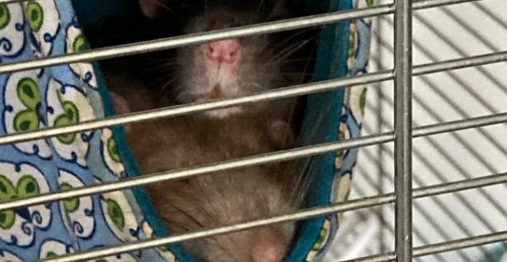 Dierenartskosten, voeding en verblijf Elodie en Noa?