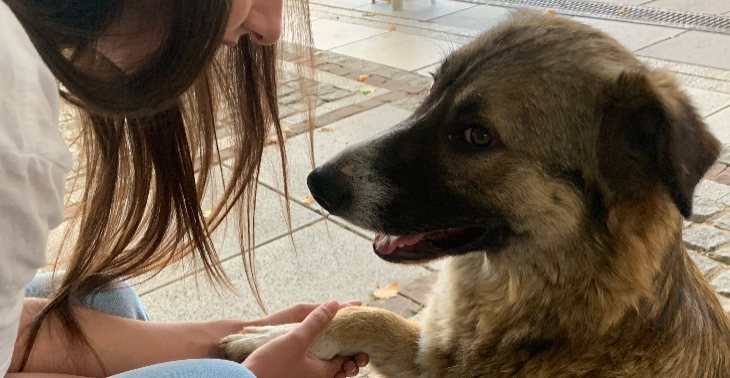 Help ons een asiel openen in Prishtina