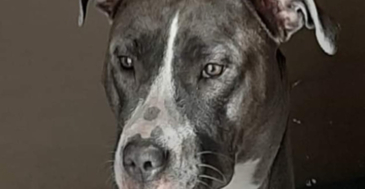 Steun onze lieve hond Kira