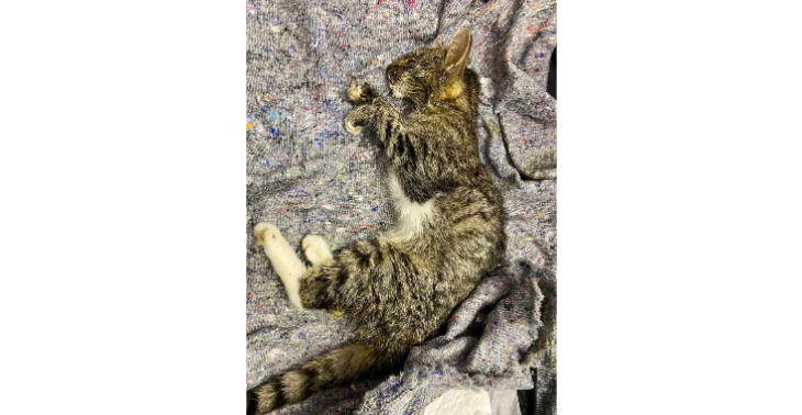 Help for homeless pets Ukraine war victims