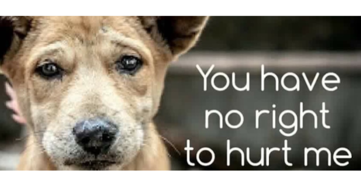 Hulp voor zwerfhonden in Roemenië