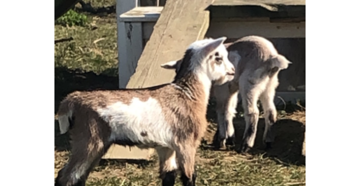 A dream of a town girl to open a diary farm with goats