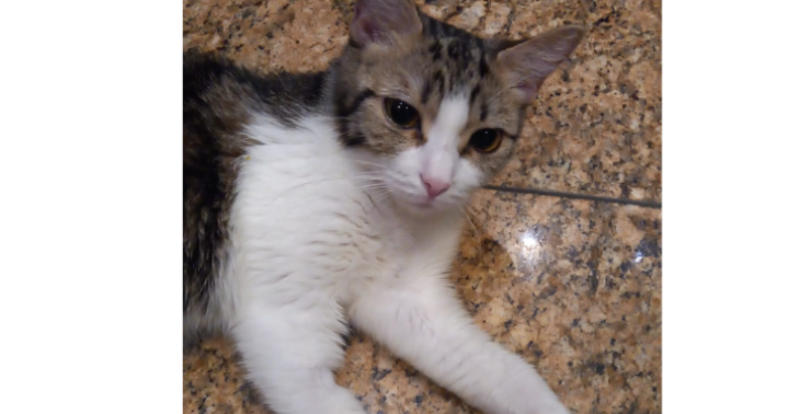Steunactie voor mijn overgebleven katten
