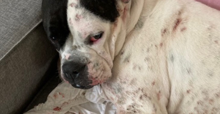 Help mijn zieke hondje (bully) Ronda