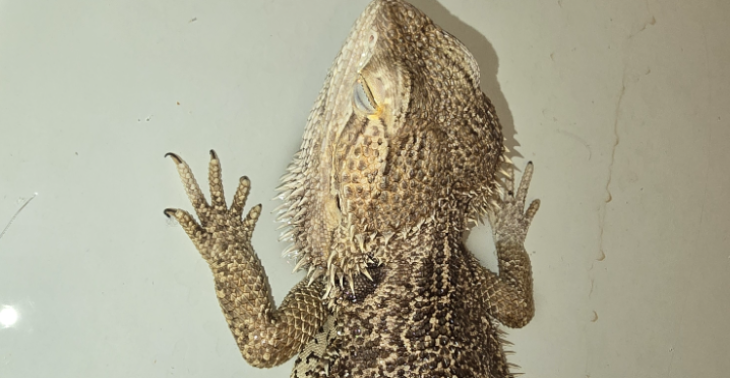 Reptielen in opvang
