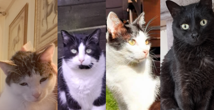 Hulp gezocht om 4 katten een competen gebits behandeling te geven.
