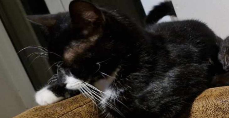 Crematie  van ons kitty