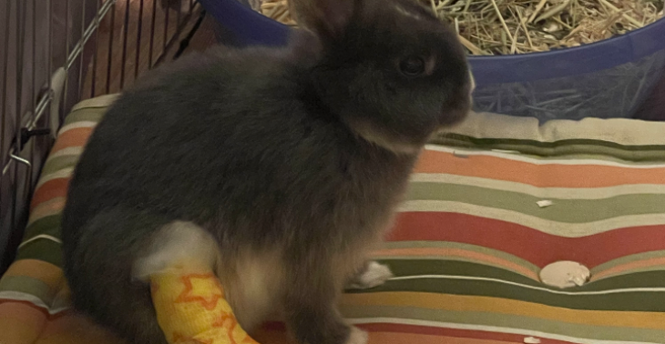 Pootamputatie Peppy