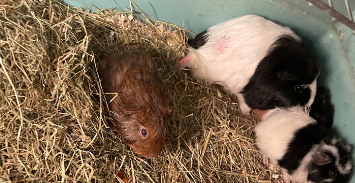 Help onze cavia’s die in een noodsituatie hebben gezeten!