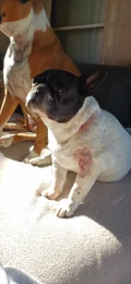 messenger creation e03b3737 8636 4a84 8d41 e576ad84c524