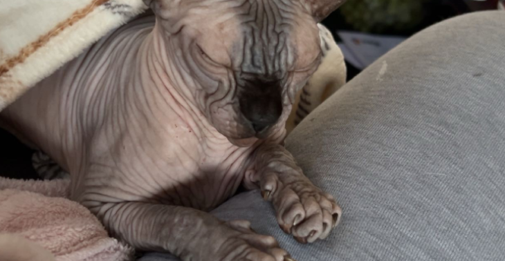Poes met FIP