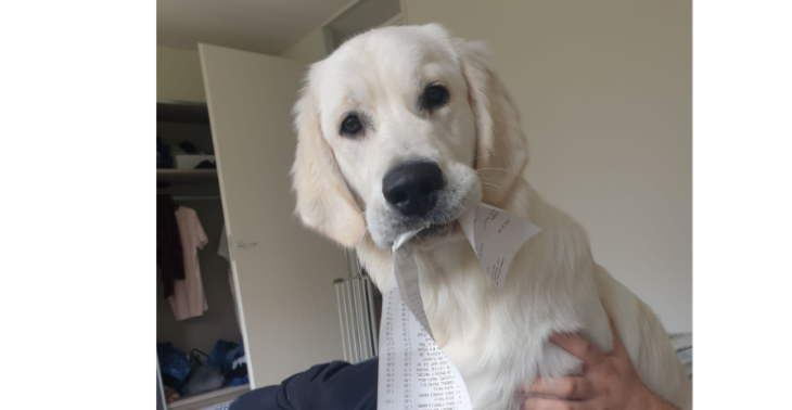 Help onze jonge hond weer gezond te worden!